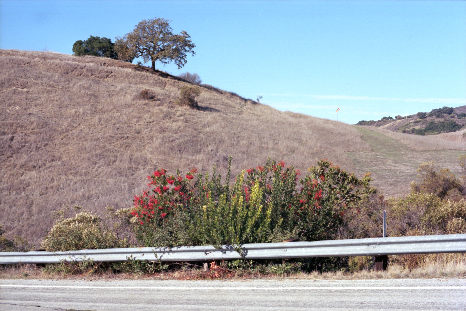 Flowers growing - by chance or by design - along the guard rail on Bailey Avenue. An oak is growing on the subtly S-shaped hill behind the guard rail, and in the far distance to the right, another oak-decorated hill slopes down - all this under a nice blue sky.