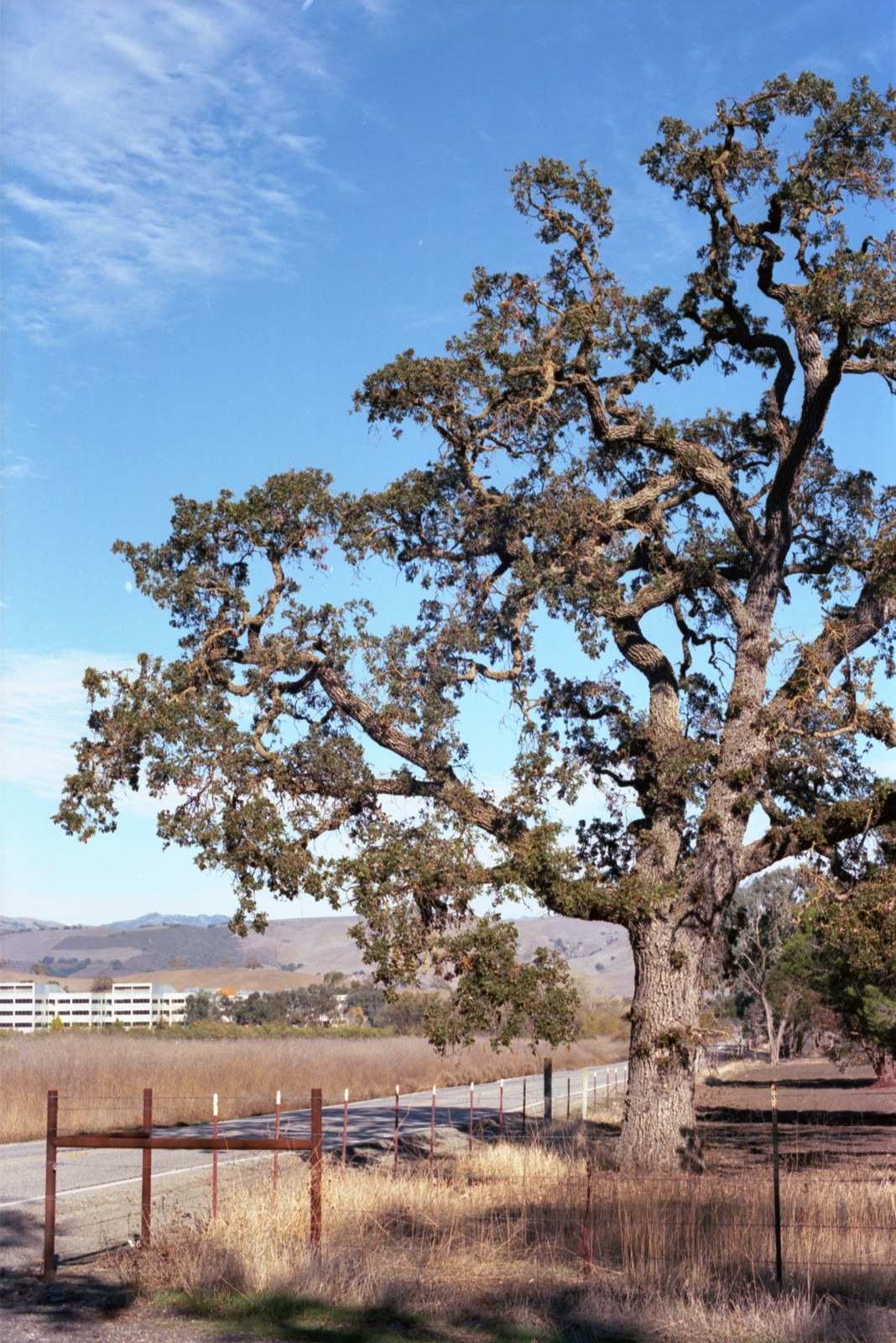 Friendly-looking oak on Bailey Avenue, branches growing out and up in serpentine style. In the distance, at left, IBM Research Center. A sketchy little cloud in the upper left corner of the picture.