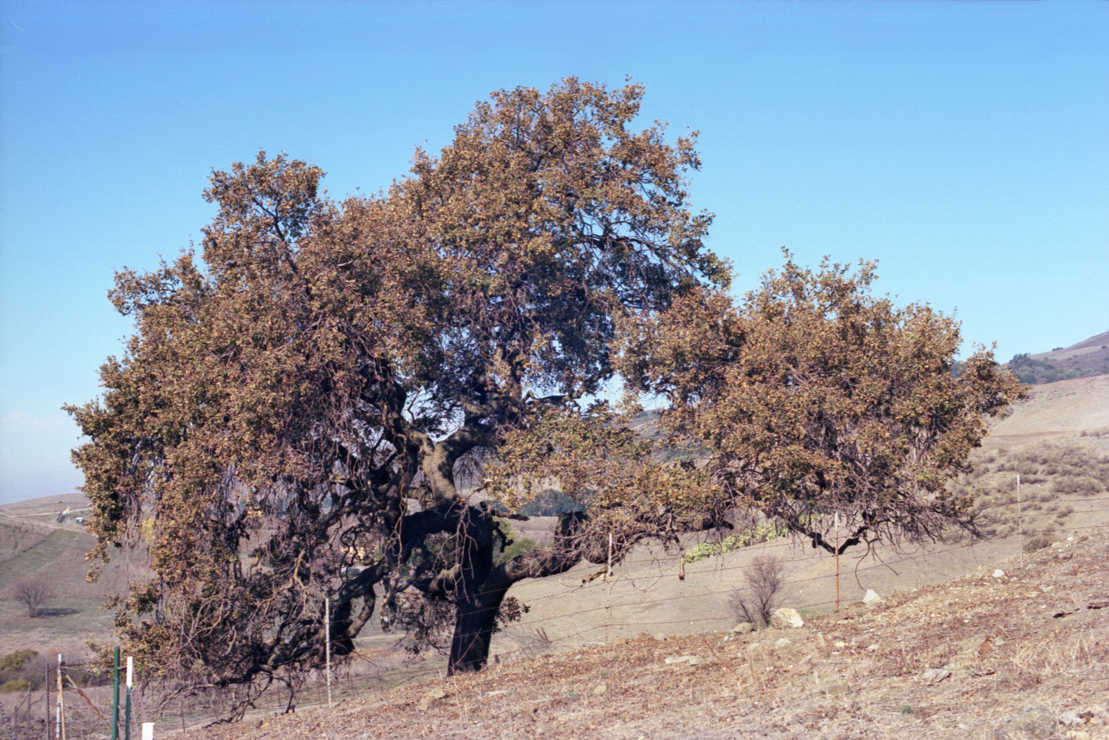 Venerable oak tree on a hillside along Bailey Avenue.