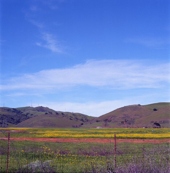 Pasture along Bailey Avenue. Flowers populate a meadow; green hills rise in the distance; blue sky, quiet white clouds floating by, one cloud over the hills, one cloud darts into the picture from upper left.