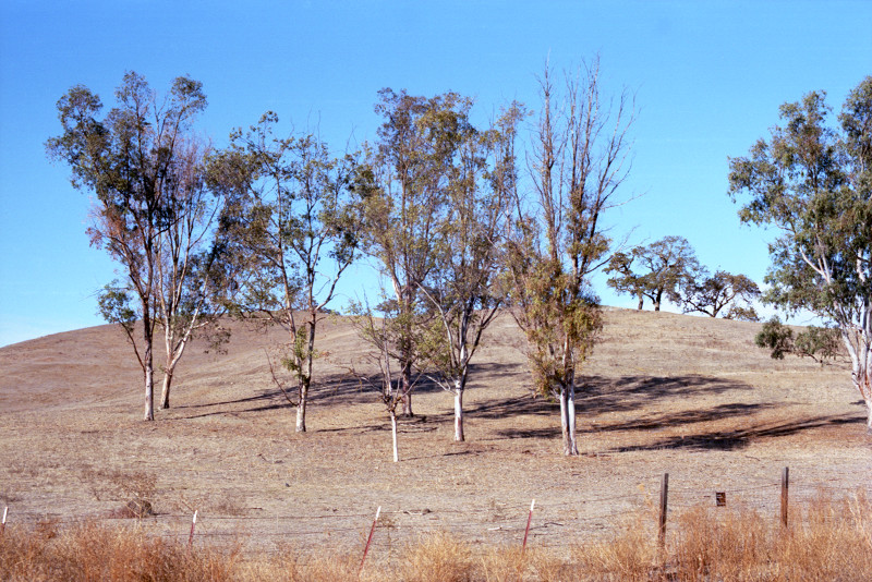 Stand of trees along Bailey Avenue.