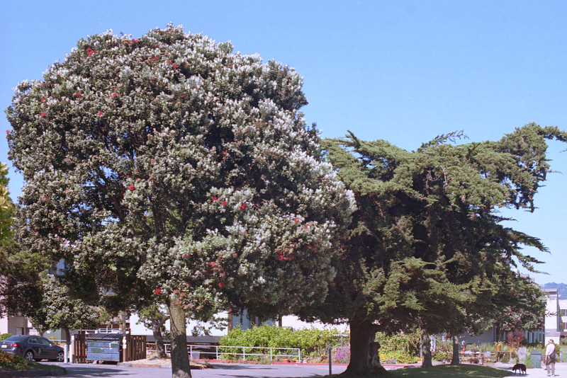 Stand of trees at the Berkeley Marina