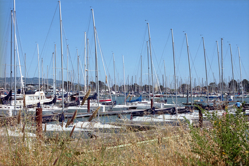 By the Bay Marina Gangplank - Grass in summer colors at Berkeley Marina