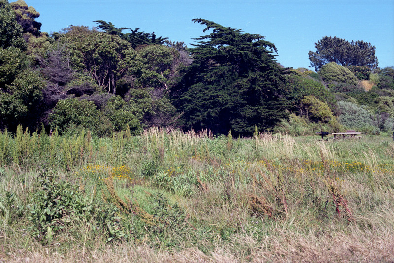 Meadow near Berkeley Marina