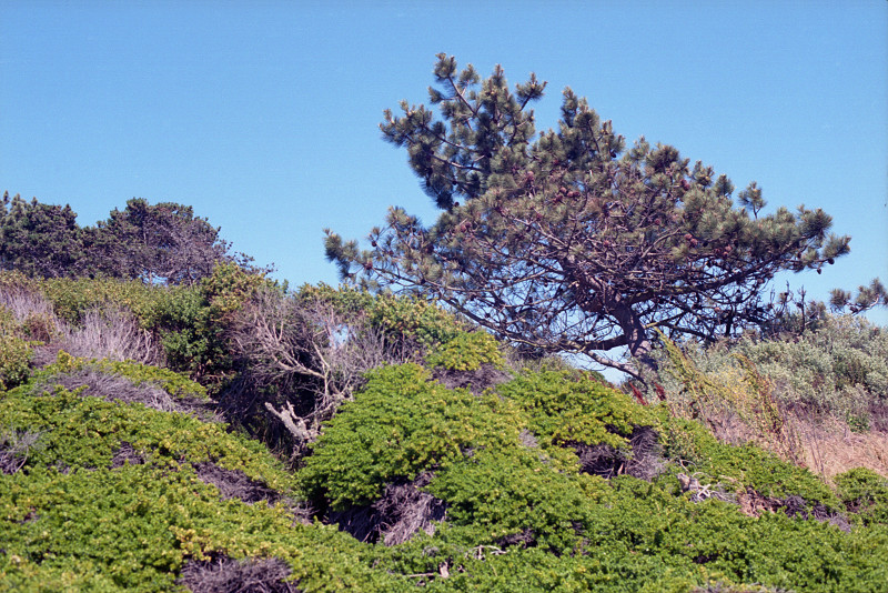 Pine near Berkeley Marina