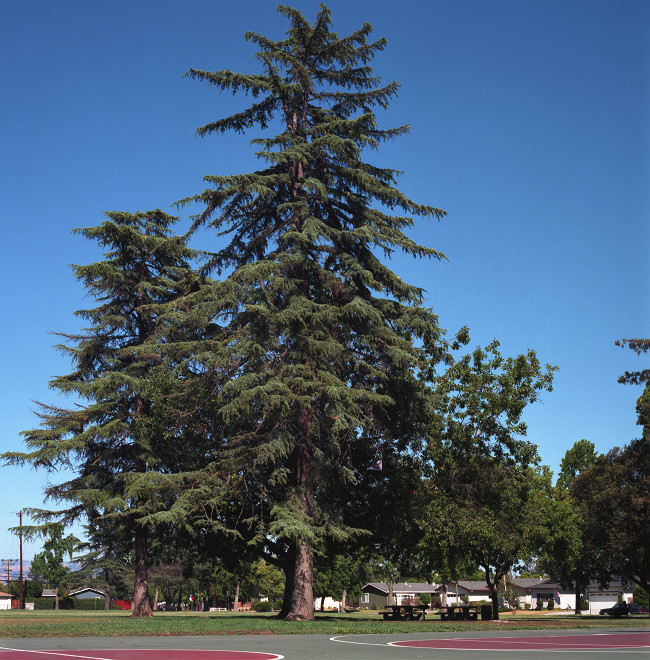 Roy Butcher Park, Cambrian, San Jose.