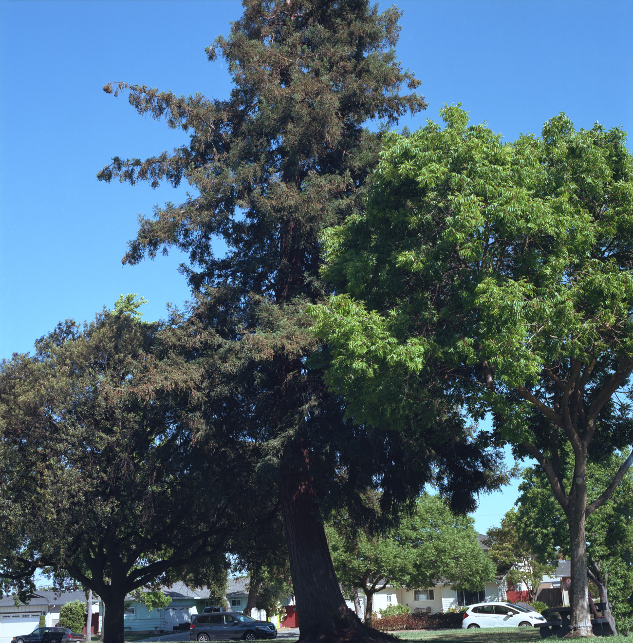 Roy Butcher Park, Cambrian, San Jose.