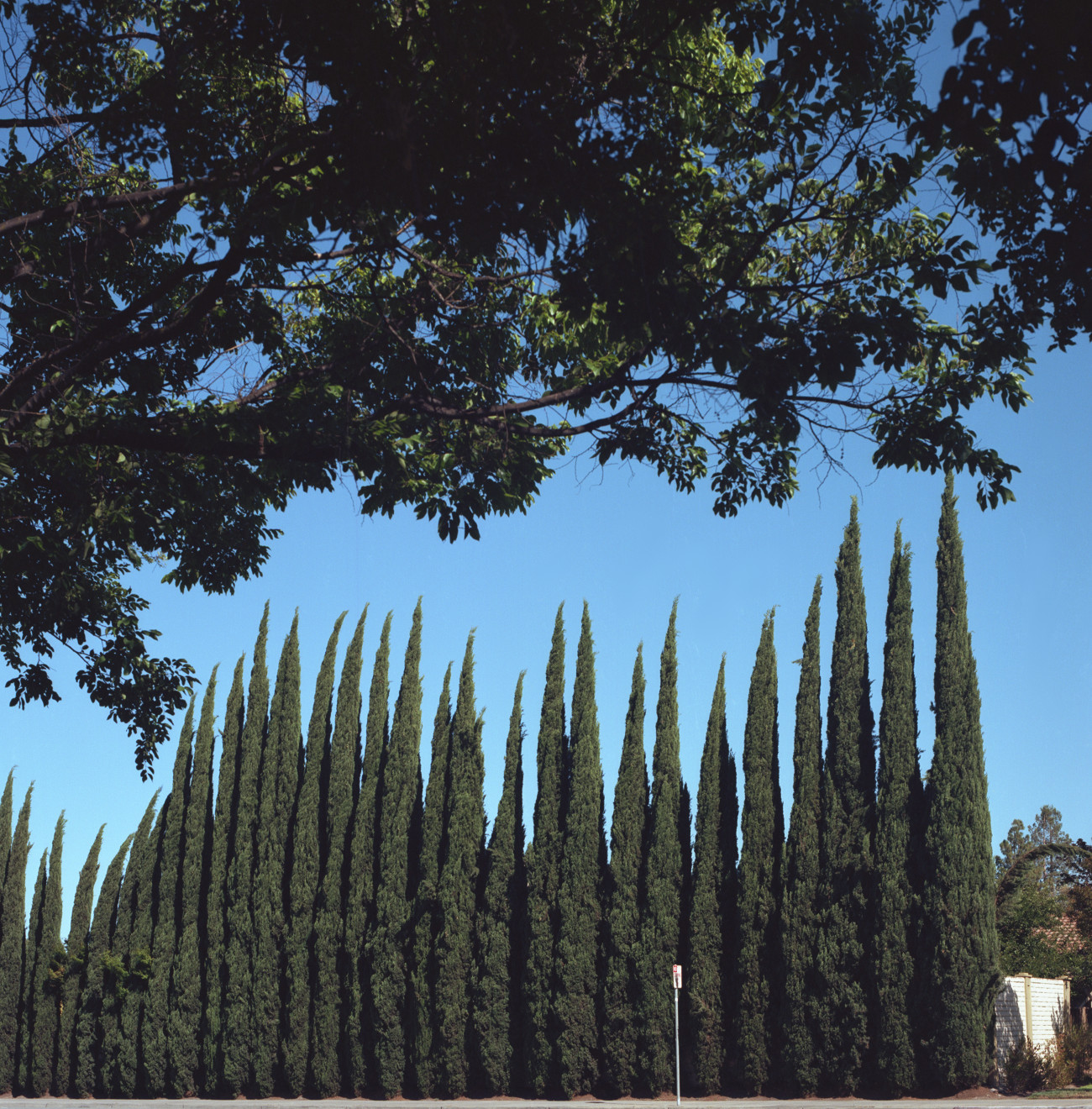 Italian cypresses along Branham Lane, Cambrian, San Jose.