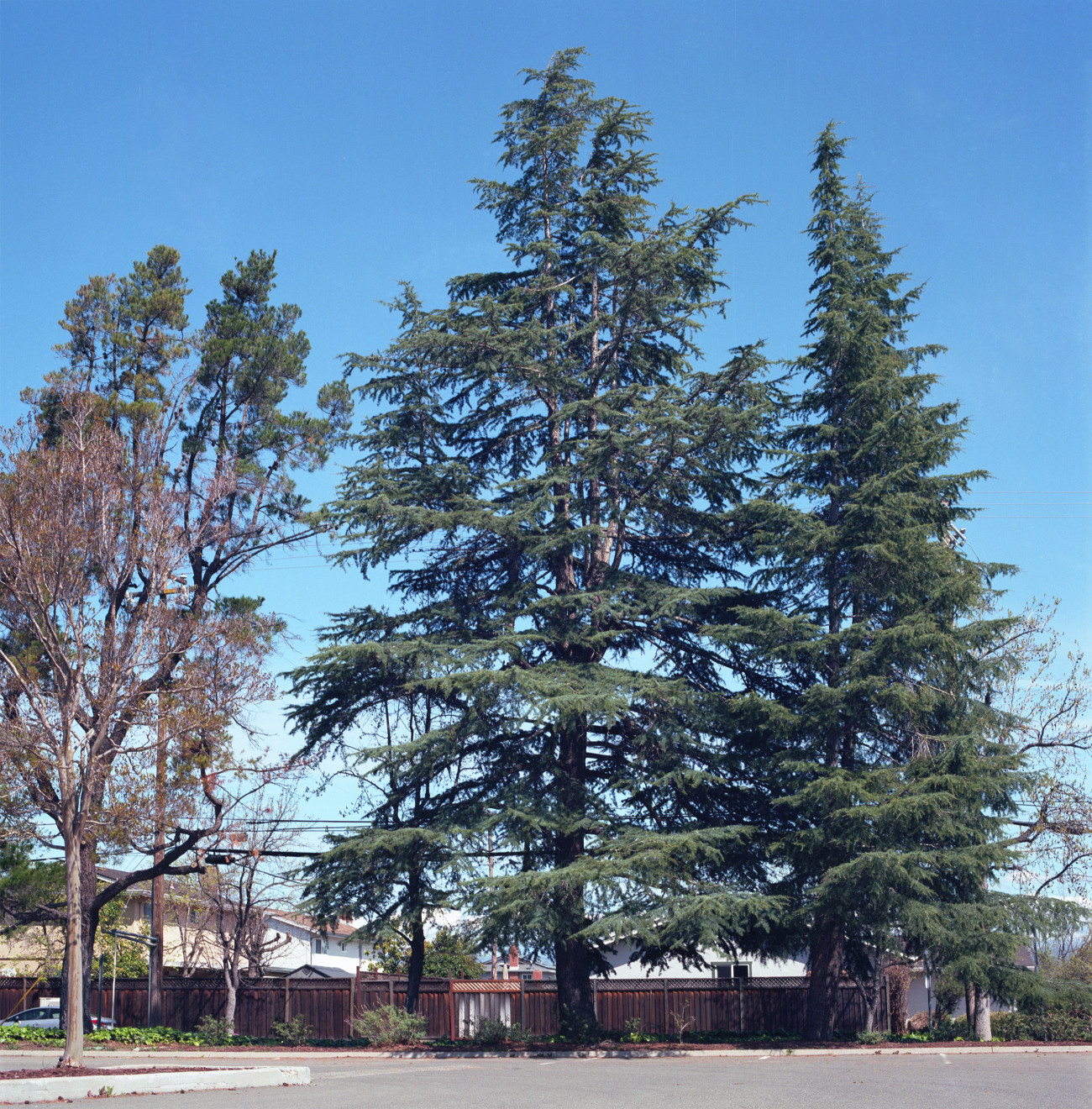 Roy Butcher Park, Cambrian, San Jose.