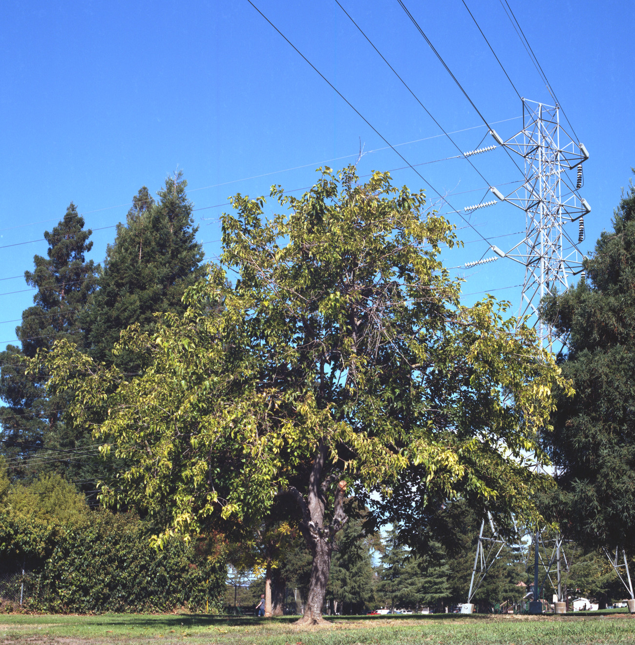 Doerr Park, Cambrian, San Jose