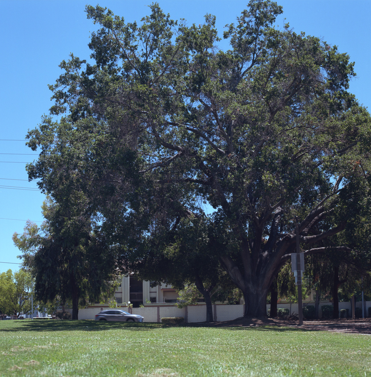 Oak in Branham Park, Cambrian.