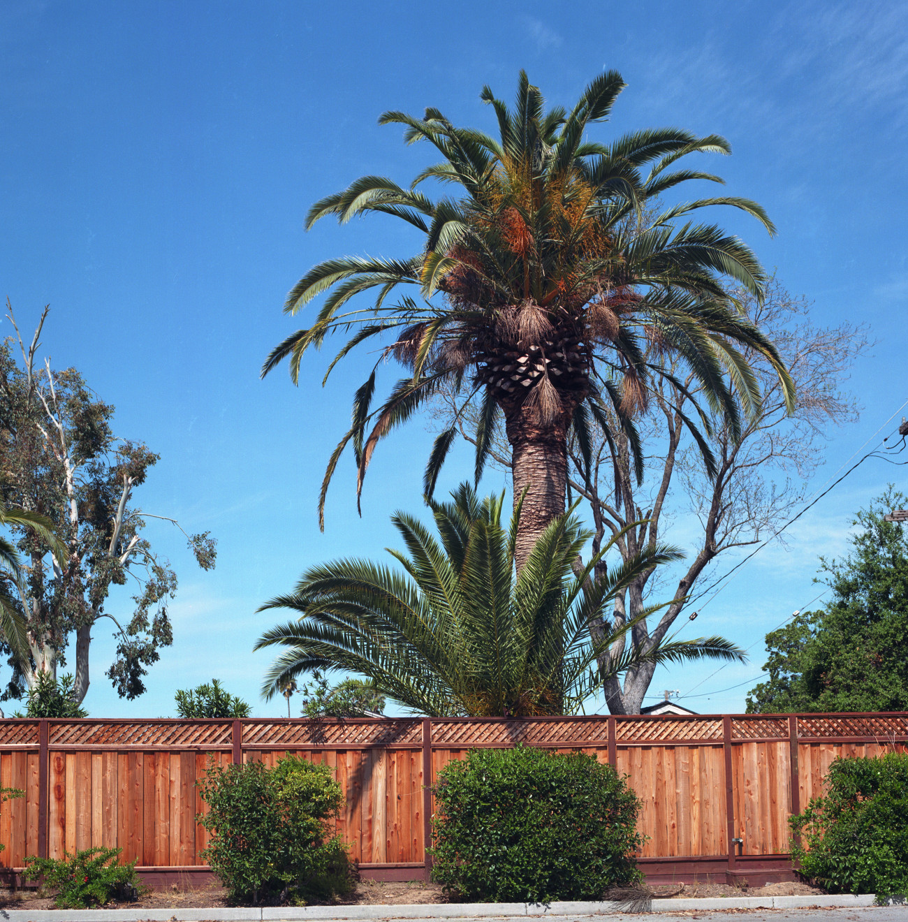 Palms, Cambrian, San Jose.