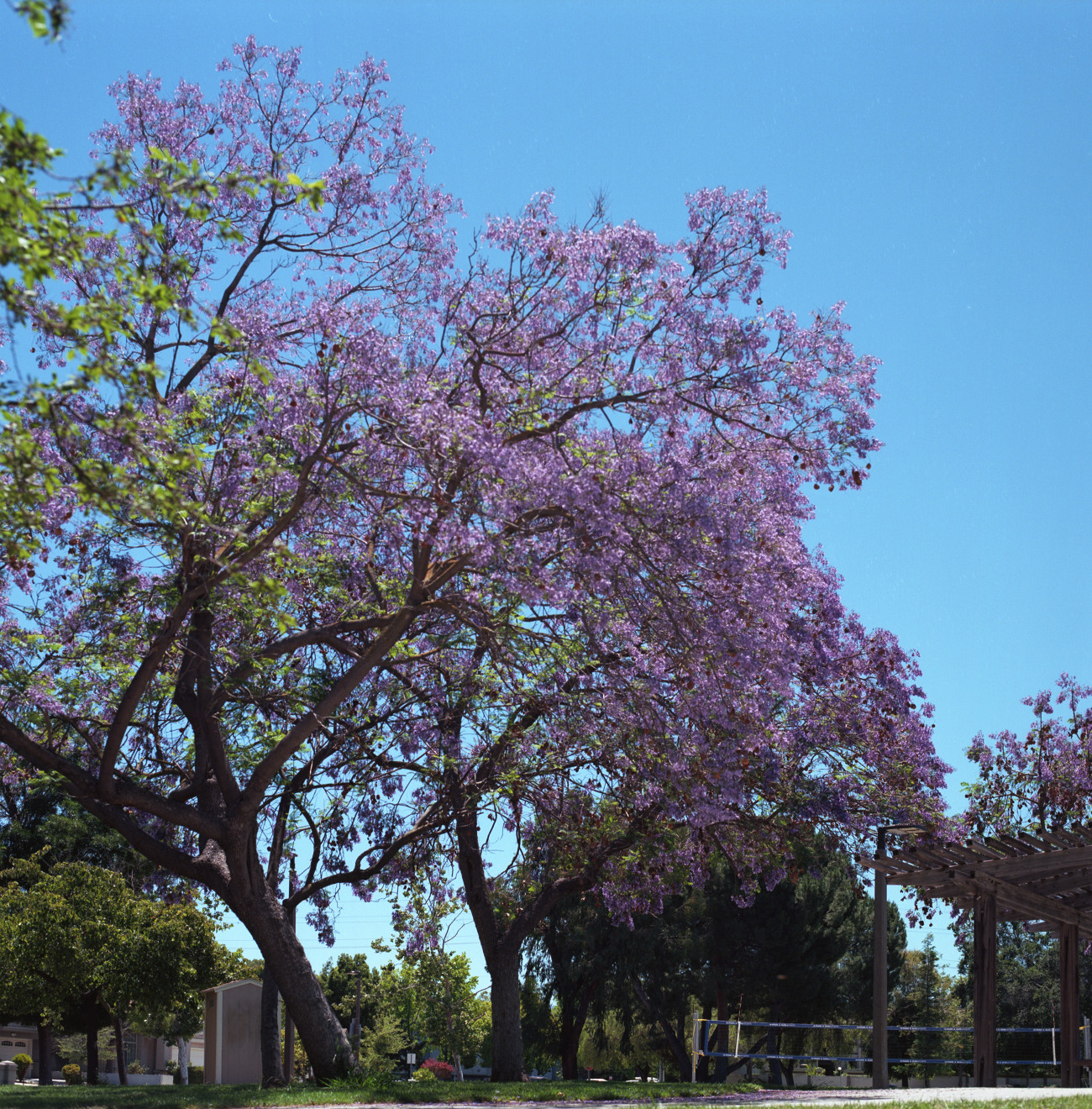 Branham Park, Cambrian, San Jose.