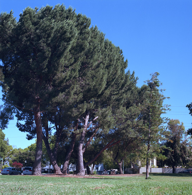 Branham Park, Cambrian, San Jose.