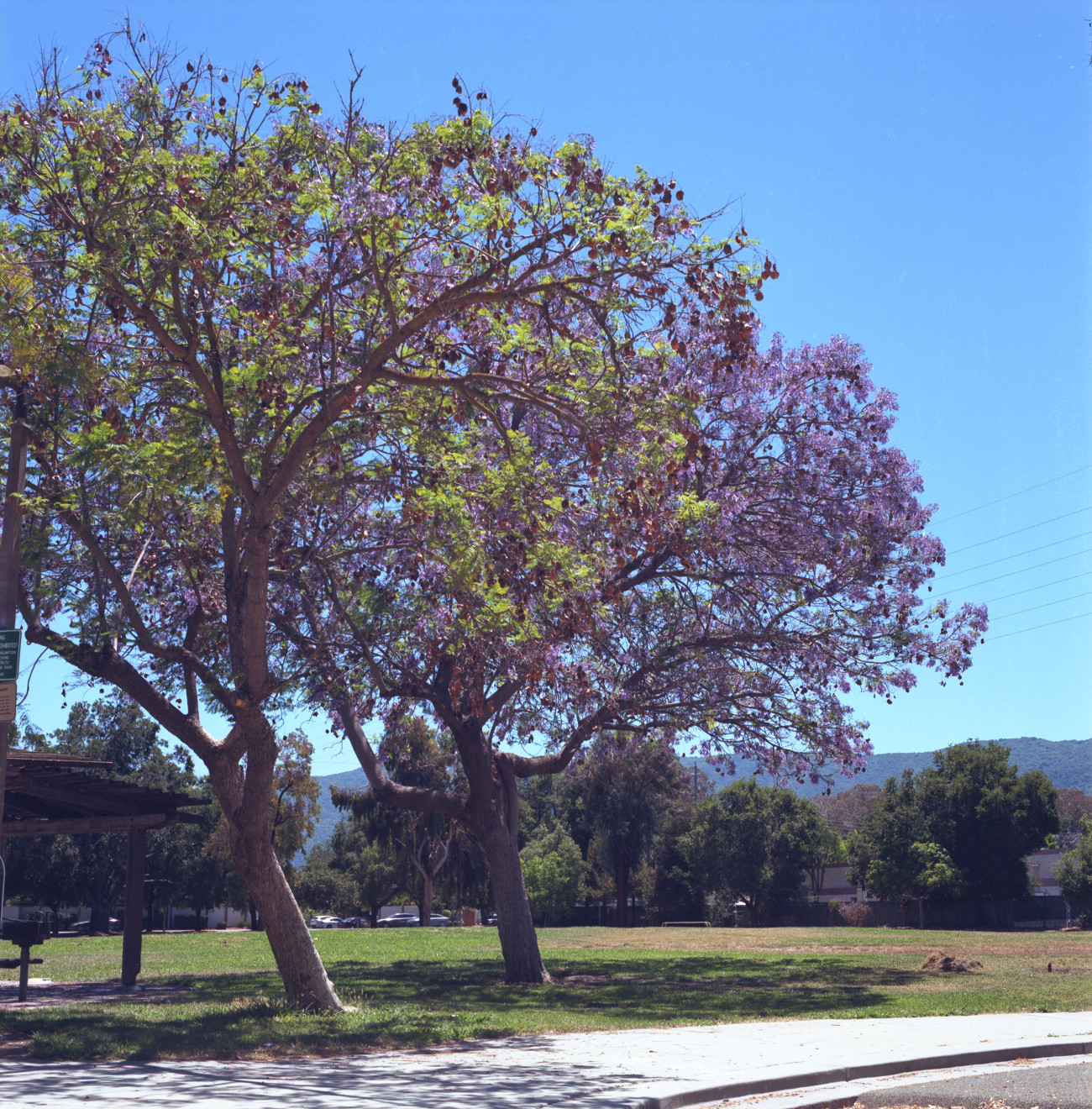 Branham Park, Cambrian, San Jose.