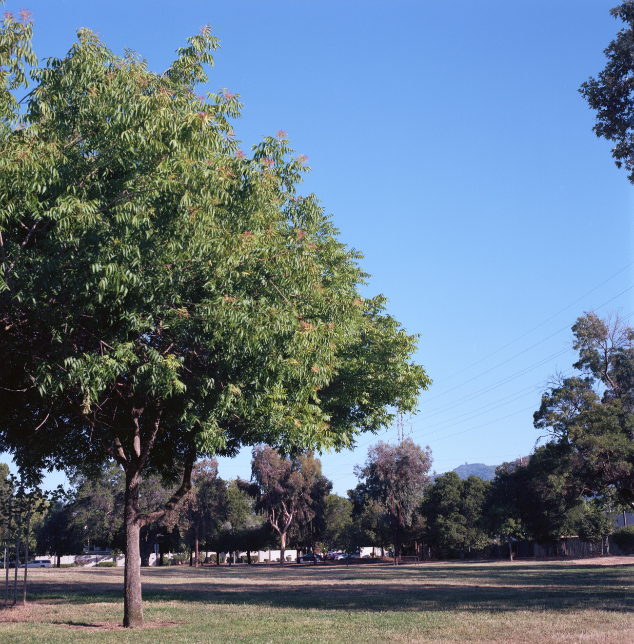 Branham Park, Cambrian, San Jose.