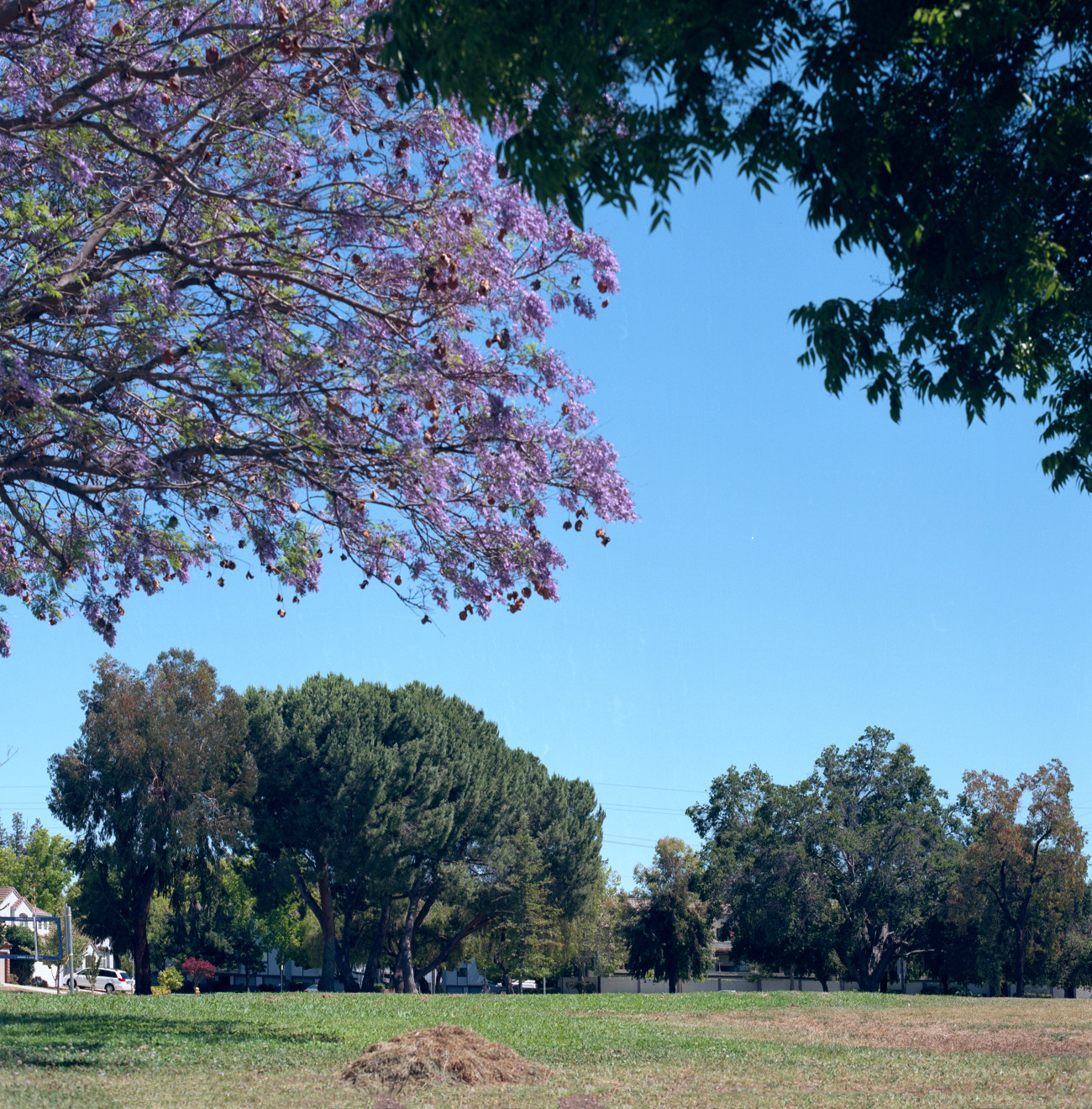 Branham Park, Cambrian, San Jose.