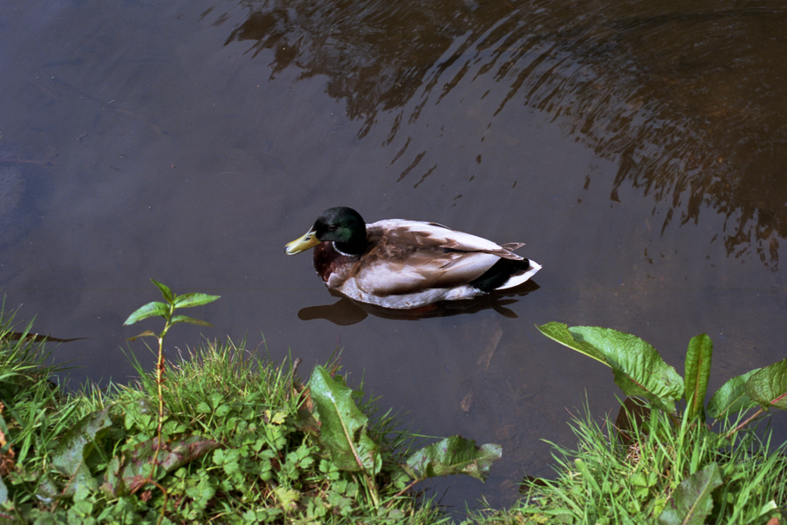 Mallard drake paddling in the Chain of Lakes, Golden Gate Park, San Francisco.