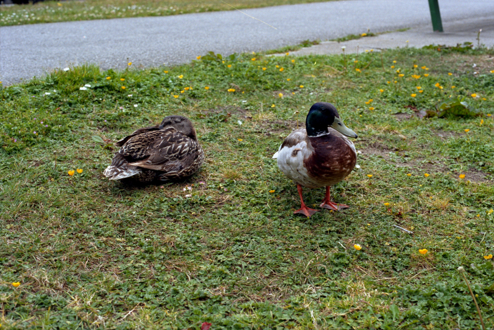 At last, safely ashore on the lawn - duck taking a nap; drake on the watch.