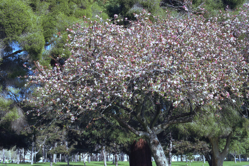 An apple tree growing in the grass-green meadow of Lake Merritt Park in Oakland.