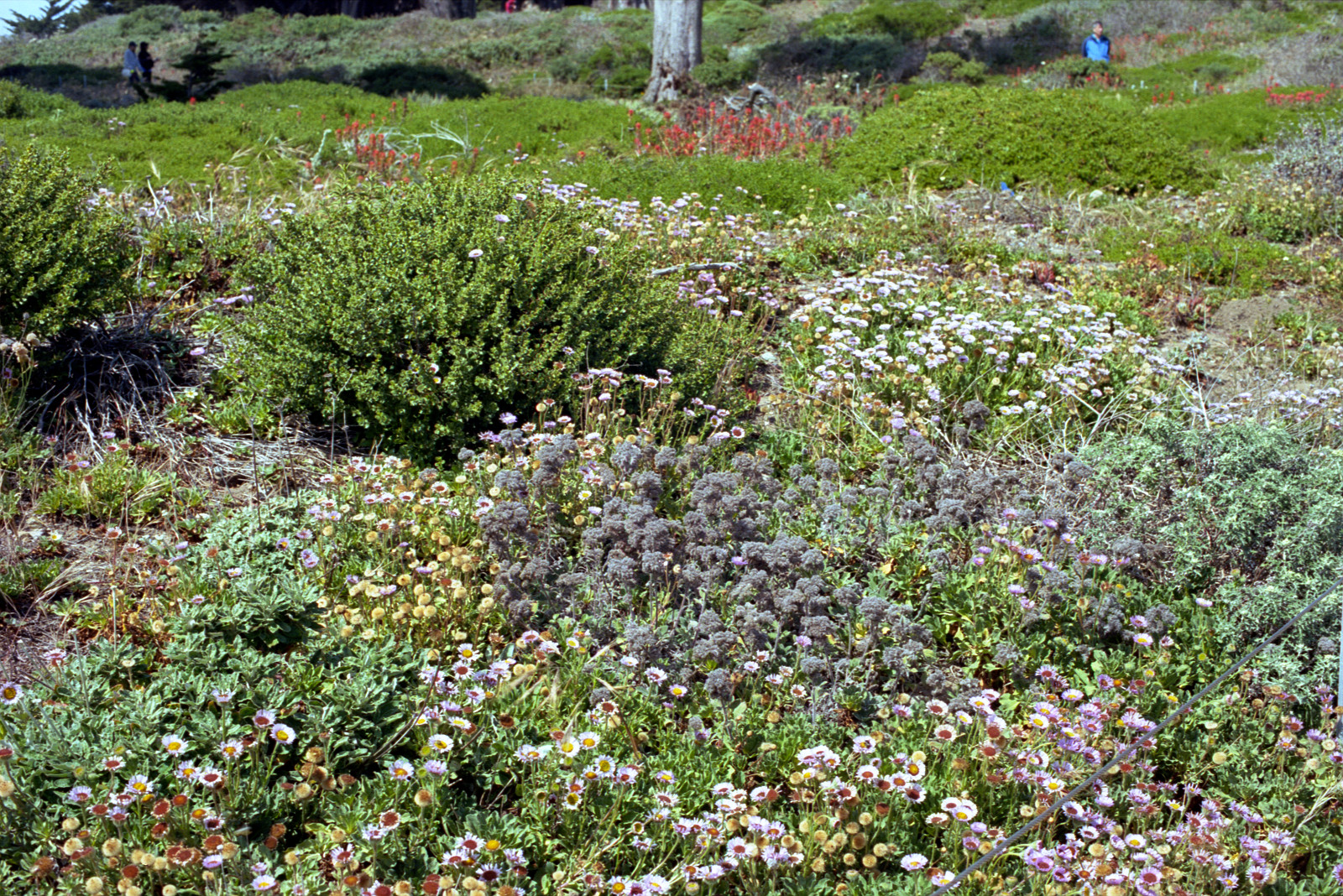 The flowers are spread out under the Monterey cypress forest at Lands End, San Francisco. There are trails from this point, one of them taking you all the way to Lincoln Park and the California Palace of the Legionof Honor.