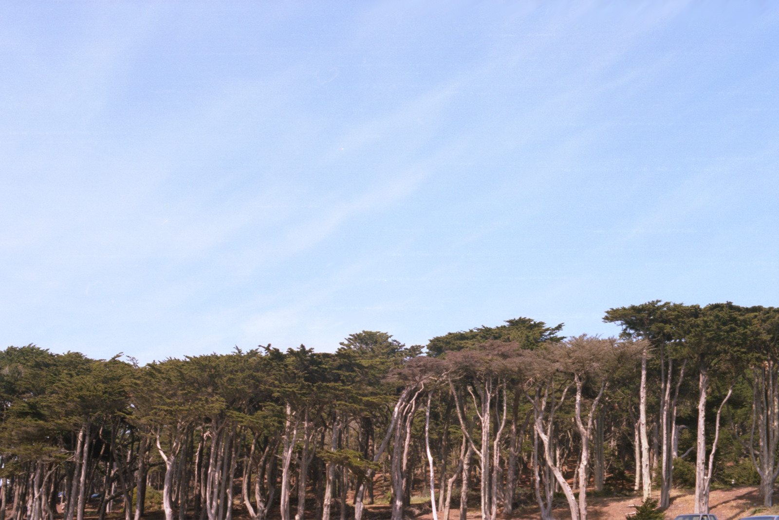 Looking up at Lands End, San Francisco.