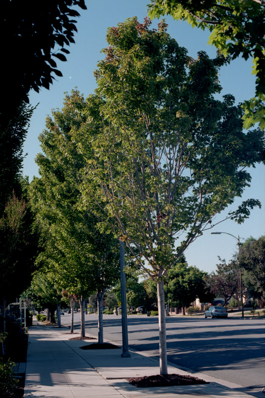 Row of trees streetside along Meridian Avenue
