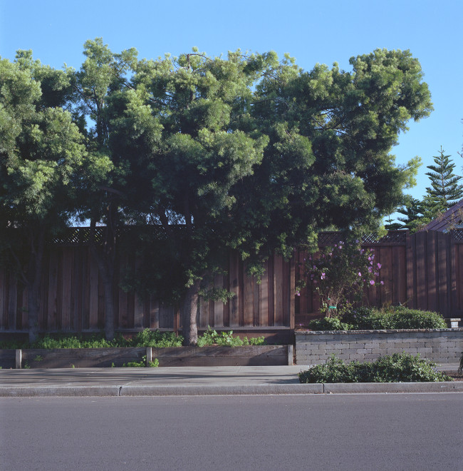 Row of trees along the fence, near Meridian Avenue.