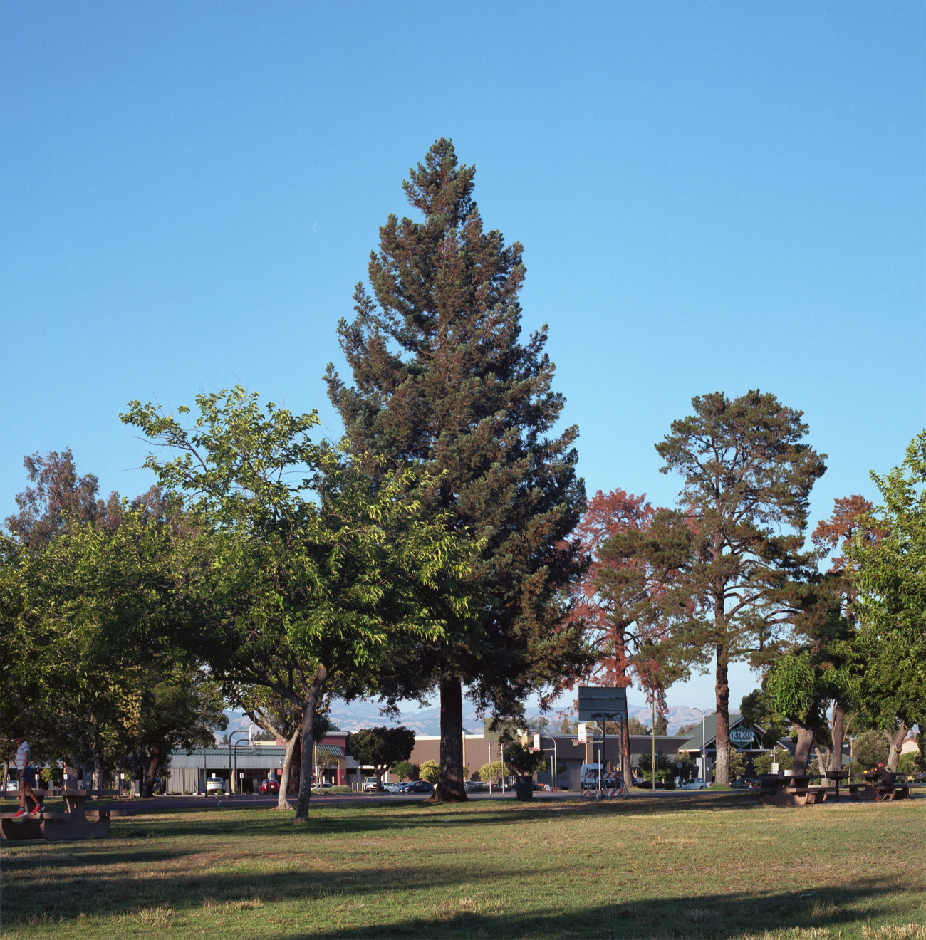 Stand of trees in a park on Meridian Avenue, San Jose