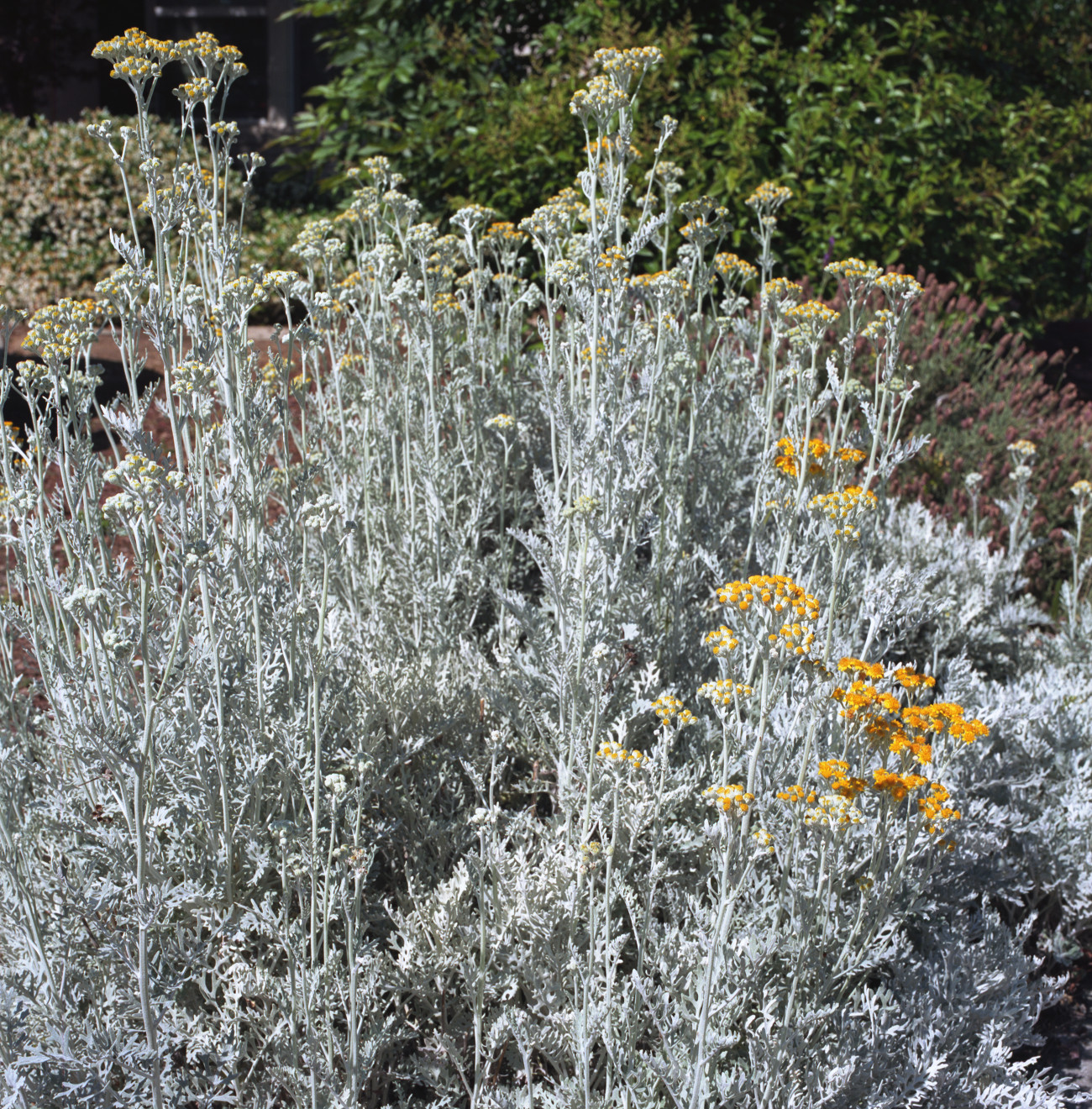 Primavera Ascending - Small yellow flowers ascending on stems of silver green