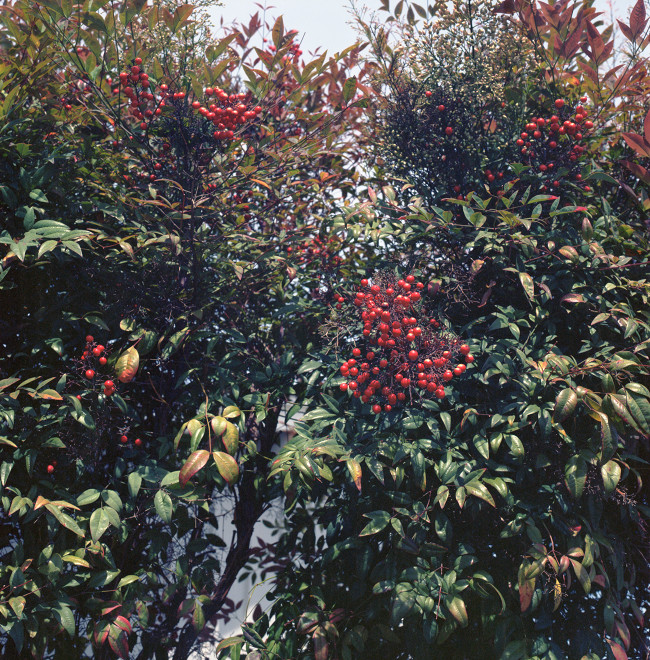 Primavera Avalanche - clusters of small red berries showing off in the leafy green