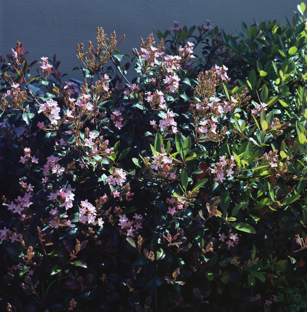 Primavera Butterflies - Flowers on a shrub look like butterflies at first glance