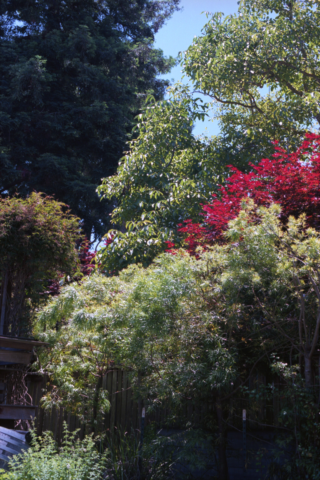 Primavera Cascade - Trees of different colors one behind the other in a cascade