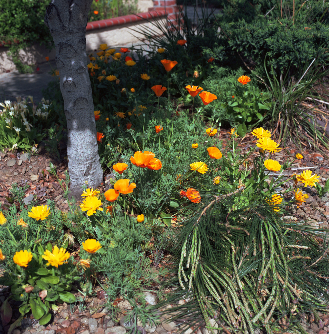 Primavera Field of Gold - Yellow daisies and golden poppies