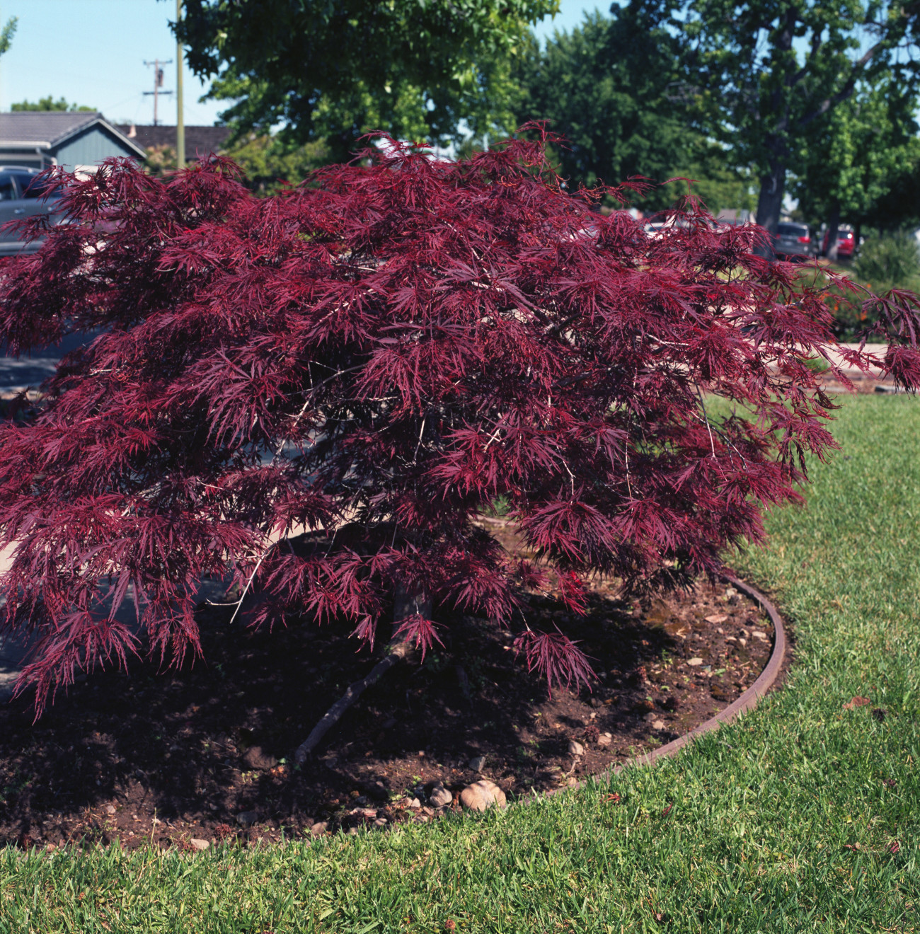 Primavera Heart - Shrub with dark reddish purplish brownish leaves