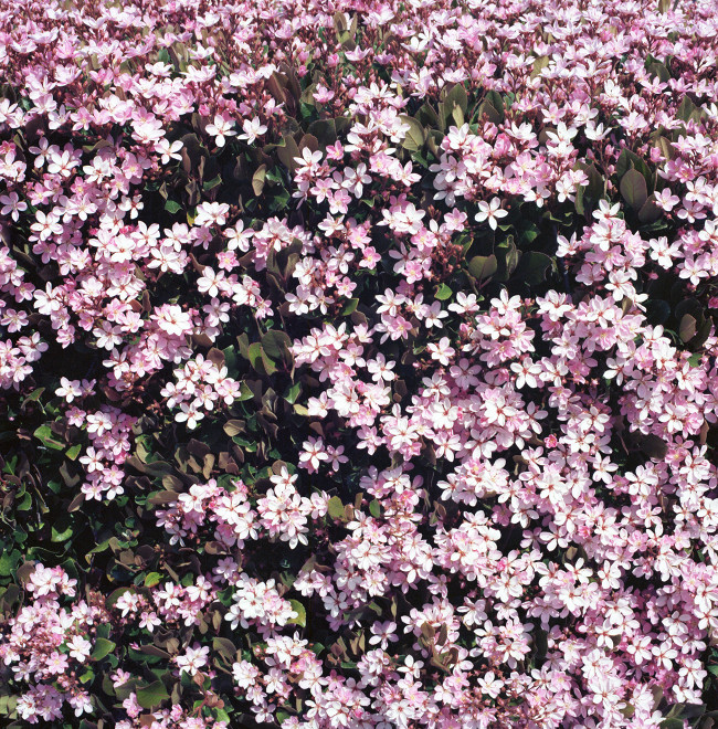 Primavera Hello - Happy little white flowers cover a bush planted next the street