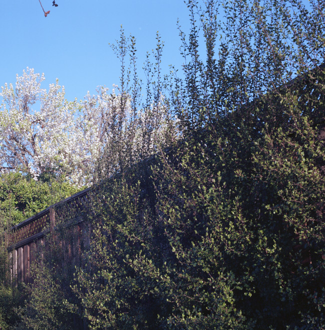 Tree with white flowers in bloom behind fence.