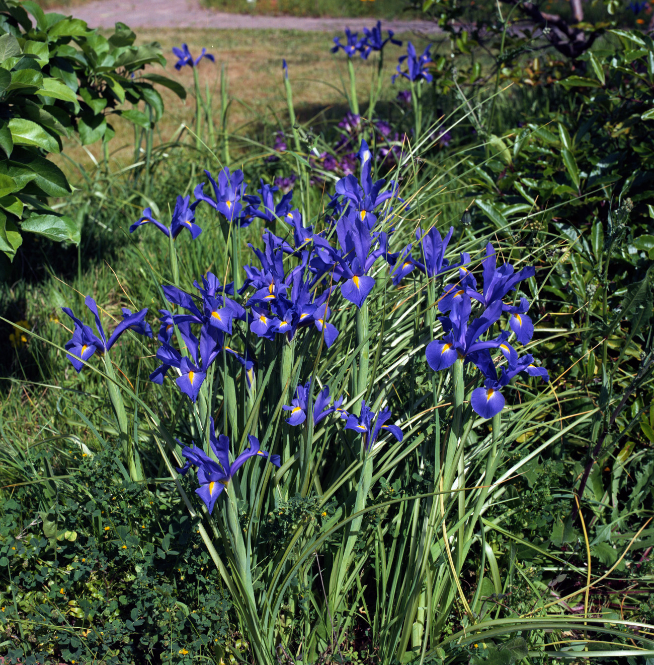 Primavera Iris - Blue irises on the lawn