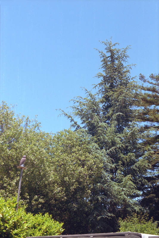 Primavera Owl - Model of owl showing in the back yard forest.