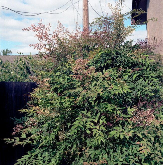 Primavera Parade - Heavenly bamboo blossoms and leaves in abundant spray