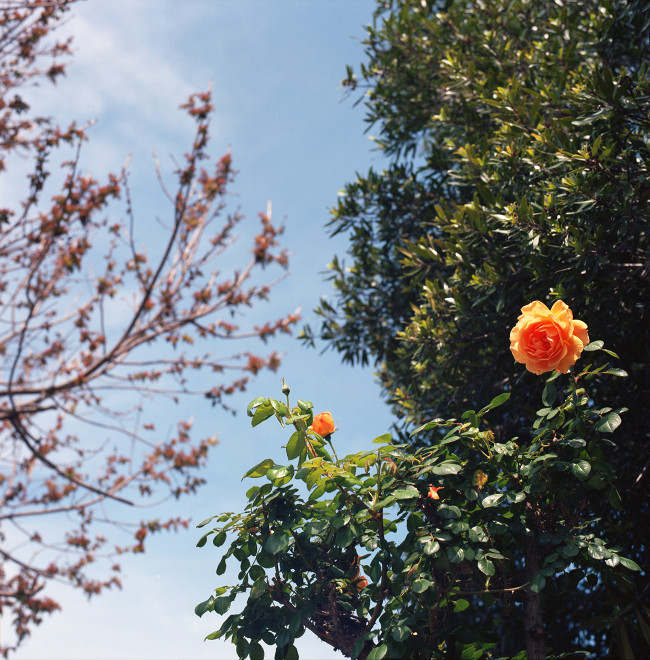 Primavera Sky - Looking up between a peach-colored rose up close and the branches of a tree against the sky
