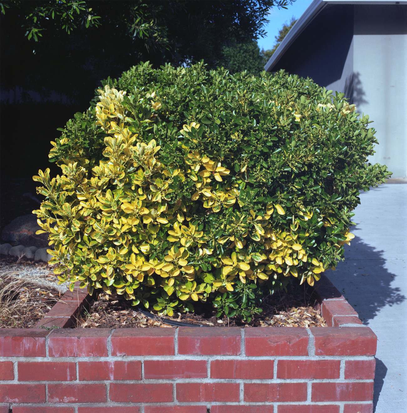 Primavera Swirl - Garden hedge of green and yellow leaves