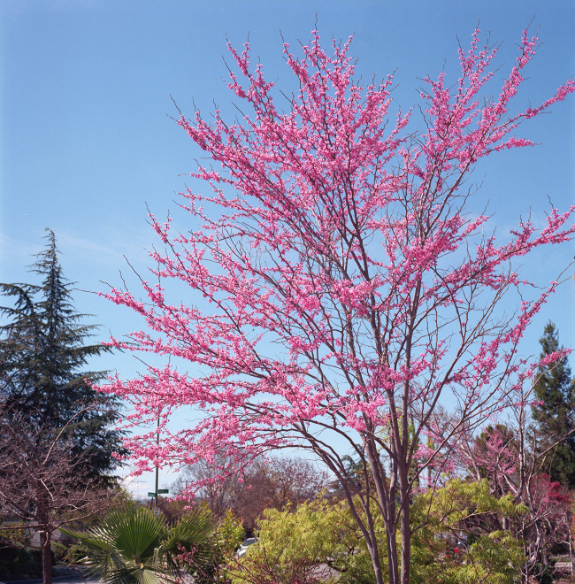 Tree in blossom in the Spring.