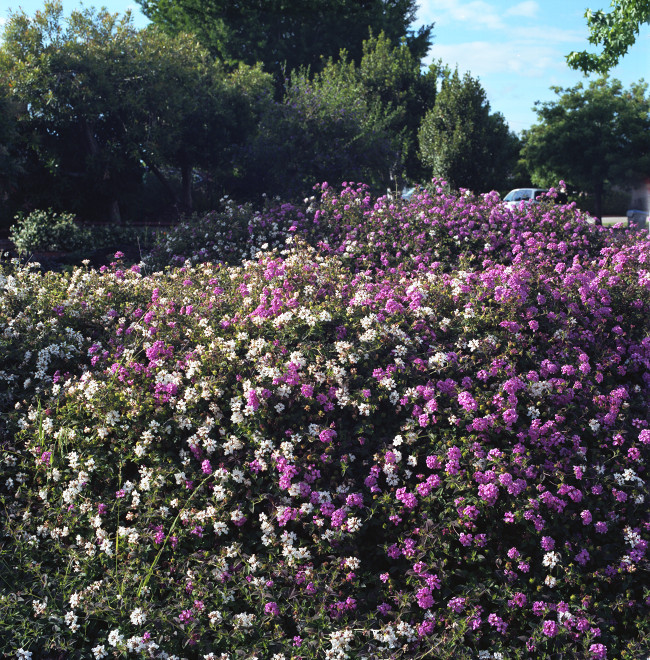 Primavera Tsunami - Hedge of small pink and white blossoms in overwhelming abundance