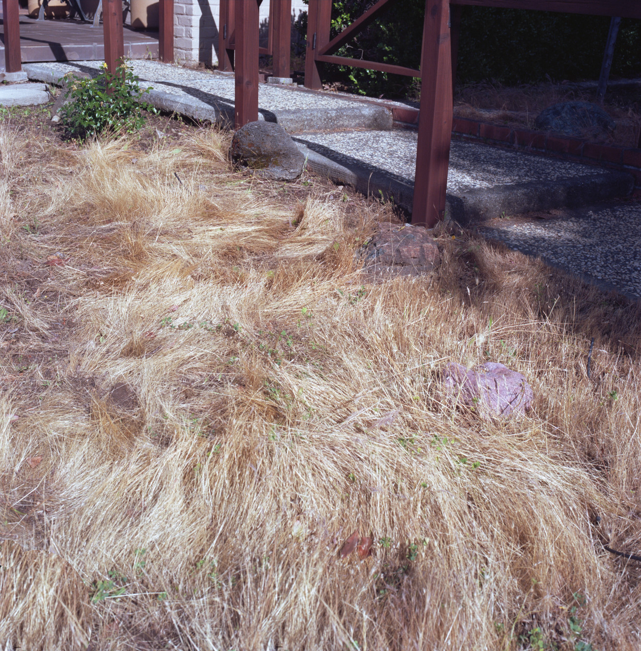 Primavera Tumble - Dried grass in garden strip rolling over in stationary waves