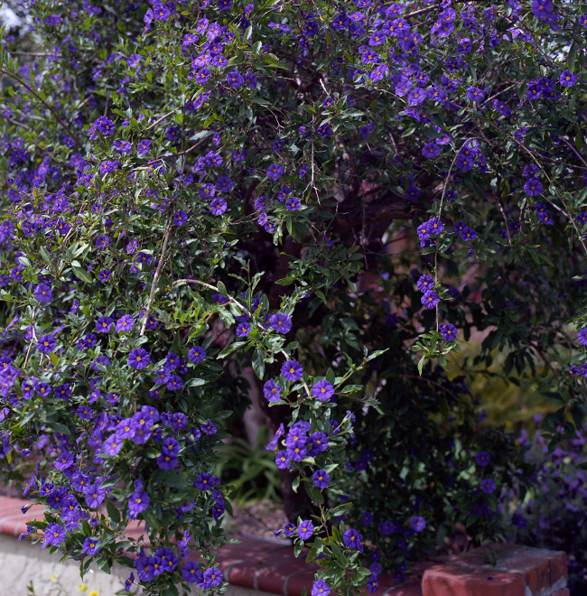 Primavera Wall - Retaining wall along the flower garden