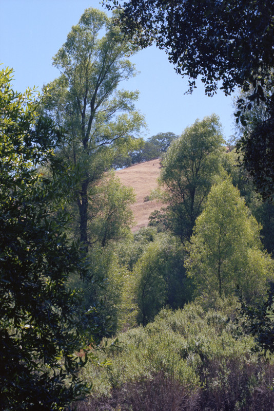 Sierra Azul is a protected region of the Santa Cruz Mountains. From the road to Mount Umunhum, we look into a forested ravine and a summer-beige grassy hillside in the distance. Umunhum is Ohlone for Hummingbird resting place.