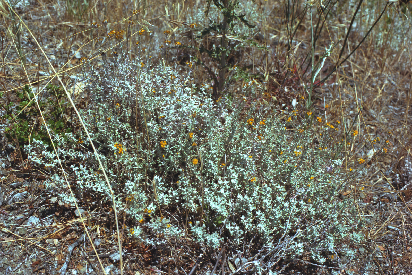 Tiny gold flowers roadside in Sierra Azul.