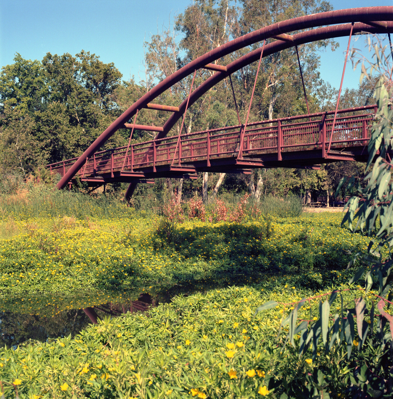 Bridge and wetlands at Vasona Lake Park in July. Here, wetland of green groundcover with little yellow flowers, showing the narrow stream. The bridge seems to be taking off. Background, the forest of the park.