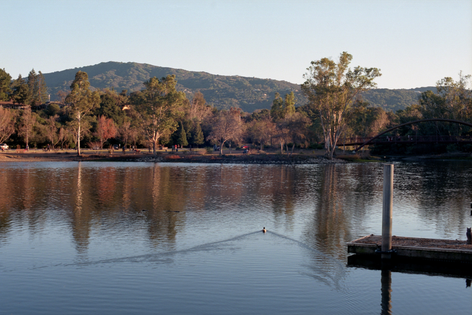 Duck headed out on Vasona Lake, leaving a wake and intent on reaching the other side with the forest, the visitors, the food. In the distance, the mountains beyond Los Gatos. What looks like a cat sitting on the dock at extreme right is a statue of an owl.